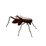 FIGURA GRILLO