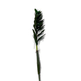 RAMA ZAMIA