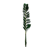 RAMA ZAMIA
