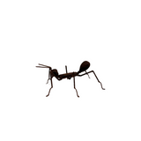 FIGURA HORMIGA