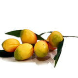 MANGOS