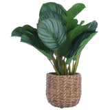 PLANTA CON CANASTO