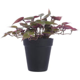 PLANTA MUCHAS HOJAS ROJITA