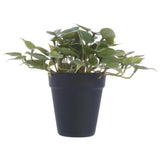 PLANTA MUCHAS HOJAS VERDE