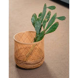 MATA CACTUS LINA