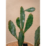 MATA CACTUS LINA