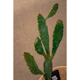 MATA CACTUS LINA